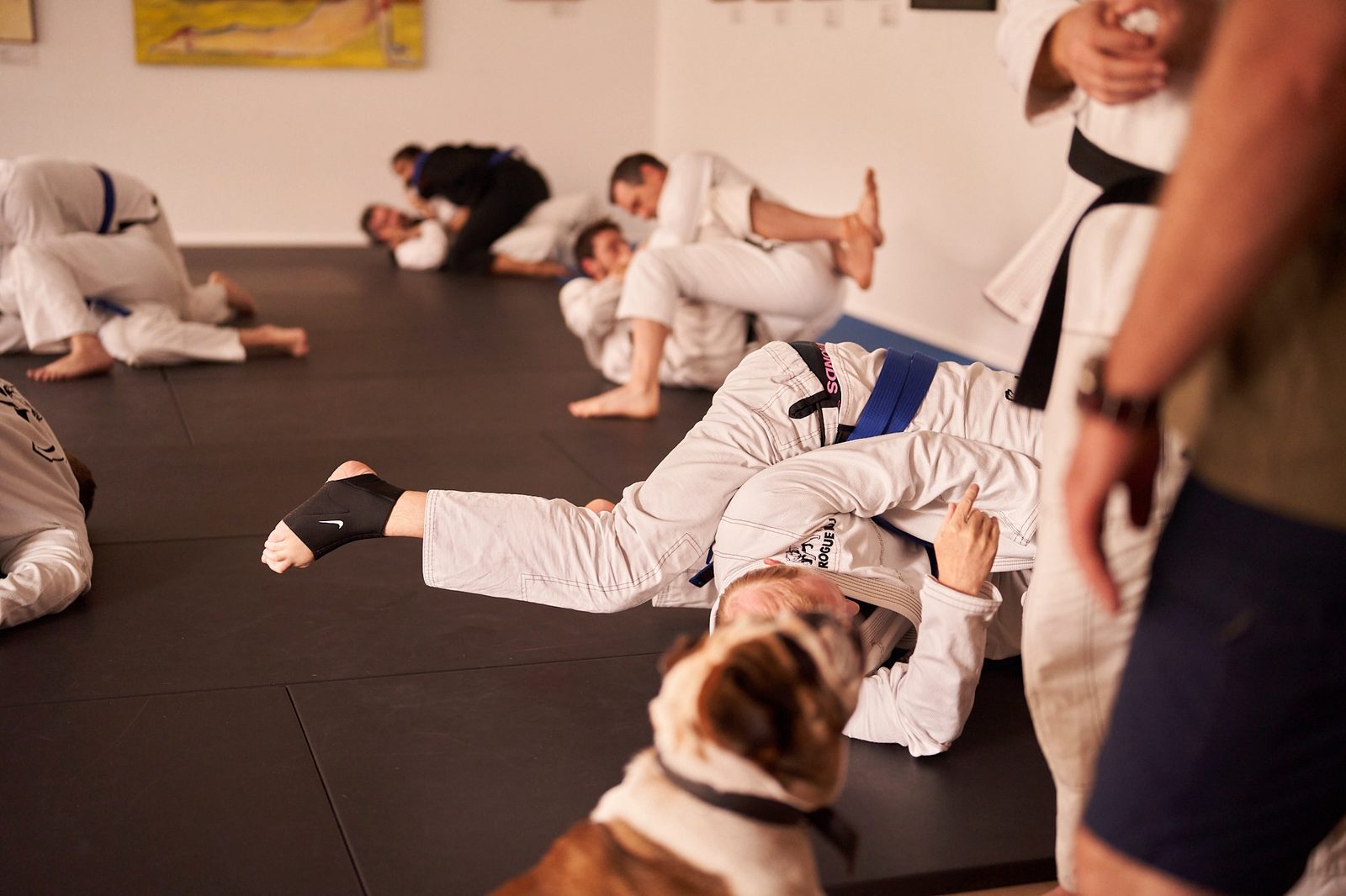 Several pairs roll on the mats during open mat while the club bulldog lies nearby.