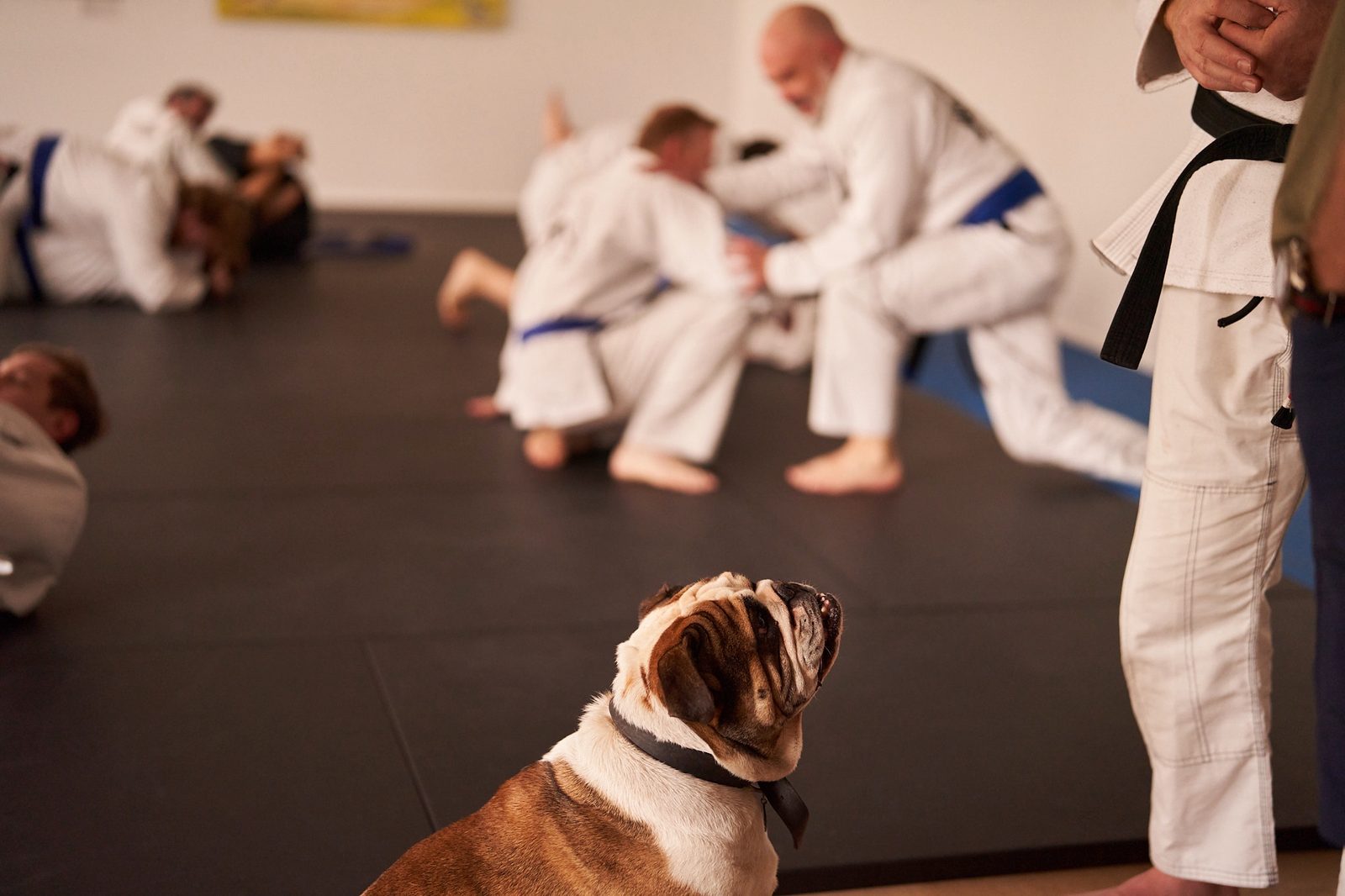 Squish, an English bulldog, sits at the edge of the mats looking up at a coach while a class rolls behind him.