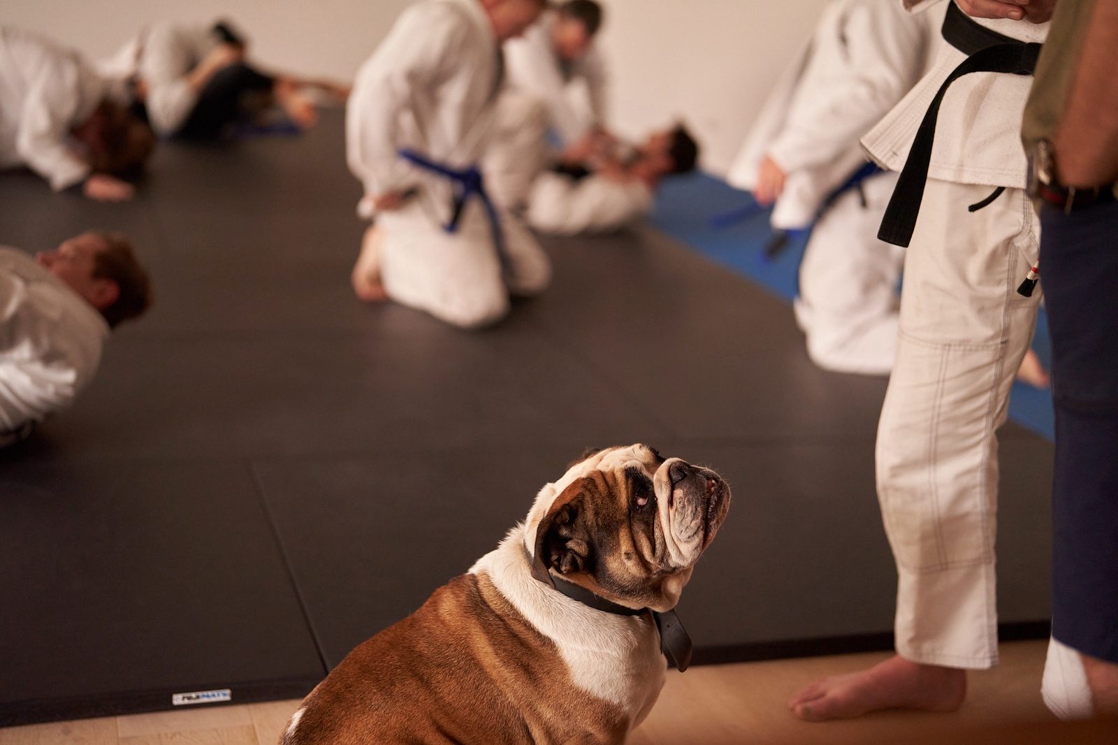 Squish, an English bulldog, sits at the edge of the mats looking up at a coach in a black belt while a class rolls behind him.